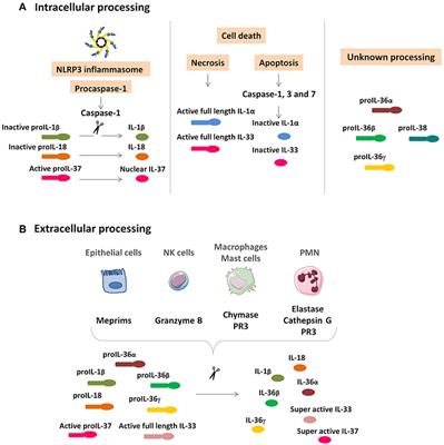 Frontiers | Interleukin-1 Family Cytokines: Keystones In Liver ...